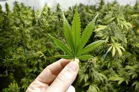 Cannabis: Een verrassend wapen in de strijd tegen het coronavirus